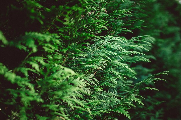 Foto nahaufnahme eines im garten wachsenden baumes