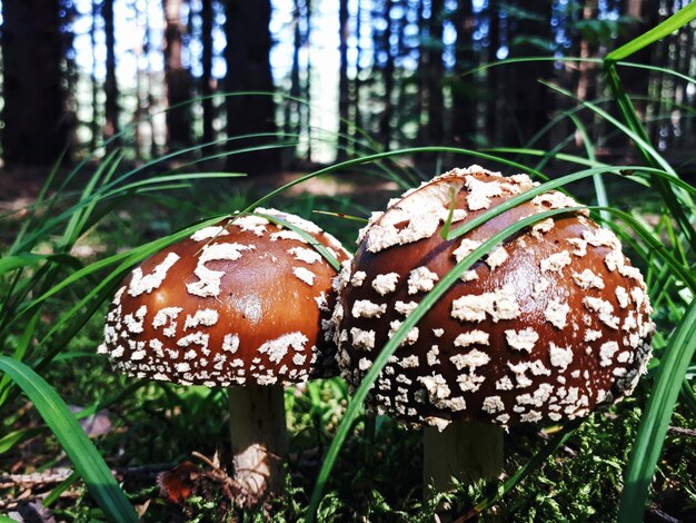 Foto nahaufnahme eines im wald wachsenden pilzes