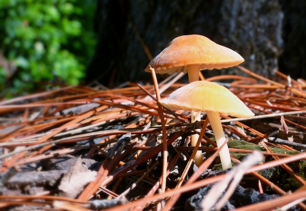 Foto nahaufnahme eines im wald wachsenden pilzes