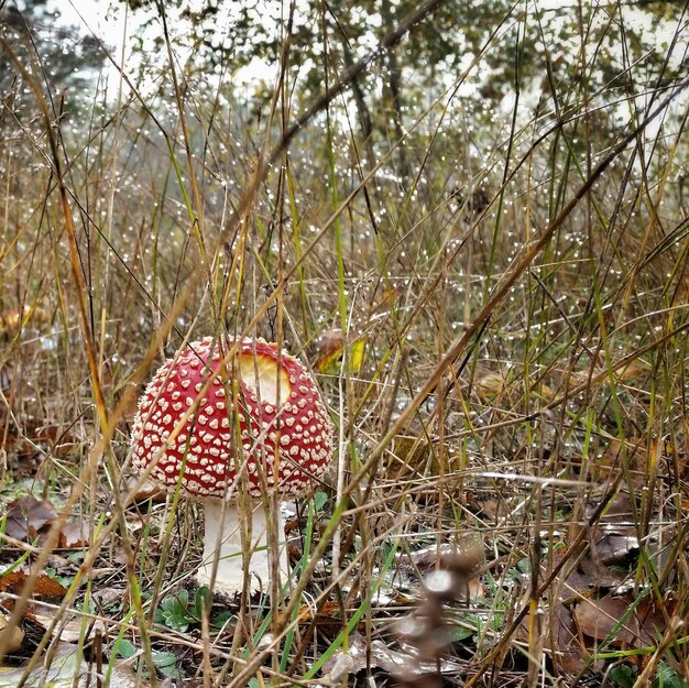 Foto nahaufnahme eines im wald wachsenden pilzes