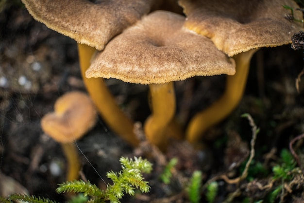Nahaufnahme eines im Wald wachsenden Pilzes