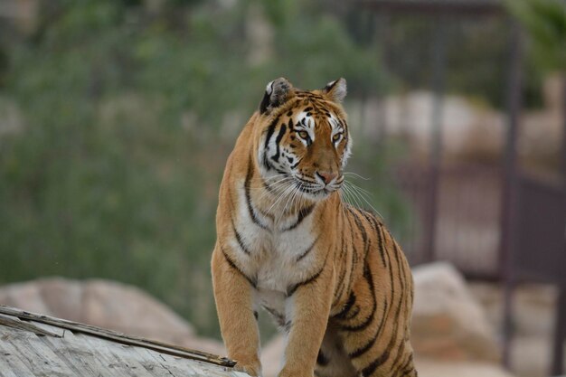 Foto nahaufnahme eines im zoo stehenden tigers