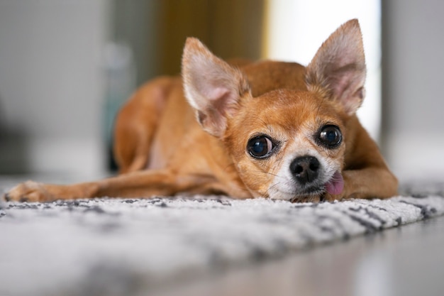 Nahaufnahme eines inländischen Toy Terriers, der zu Hause auf seiner Pfote ruht.