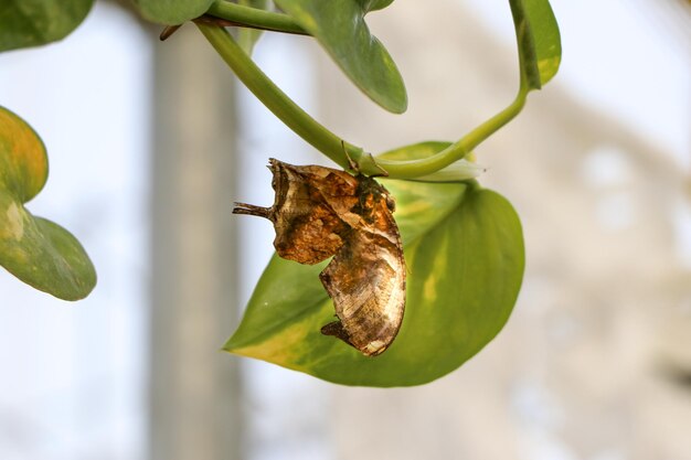 Foto nahaufnahme eines insekten auf blättern