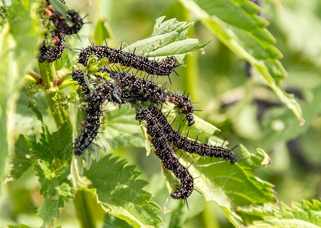 Foto nahaufnahme eines insekten auf blättern