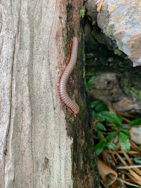 Nahaufnahme eines Insekten auf dem Baumstamm
