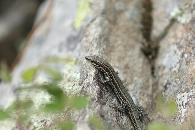 Foto nahaufnahme eines insekten auf dem baumstamm