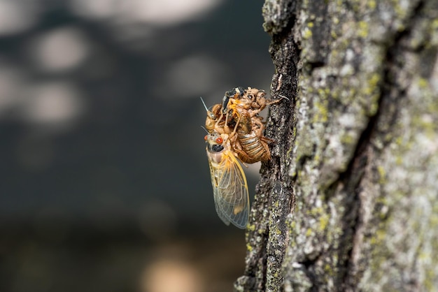 Foto nahaufnahme eines insekten auf dem baumstamm