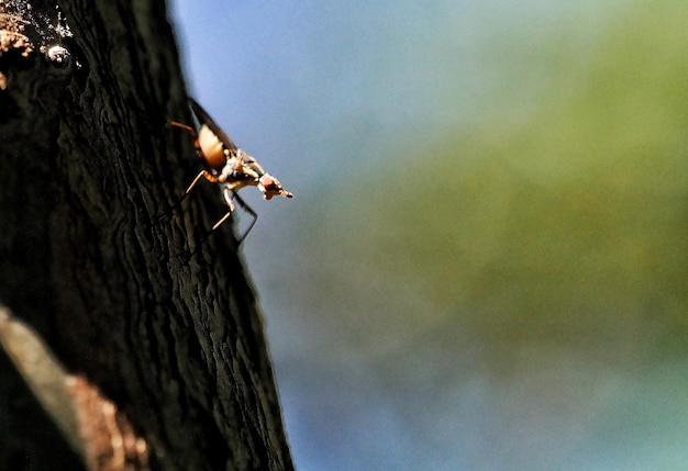 Foto nahaufnahme eines insekten auf dem baumstamm