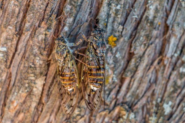 Nahaufnahme eines Insekten auf dem Baumstamm