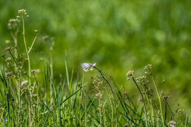 Foto nahaufnahme eines insekten auf dem gras auf dem feld