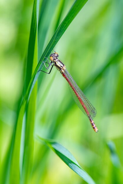 Foto nahaufnahme eines insekten auf dem gras