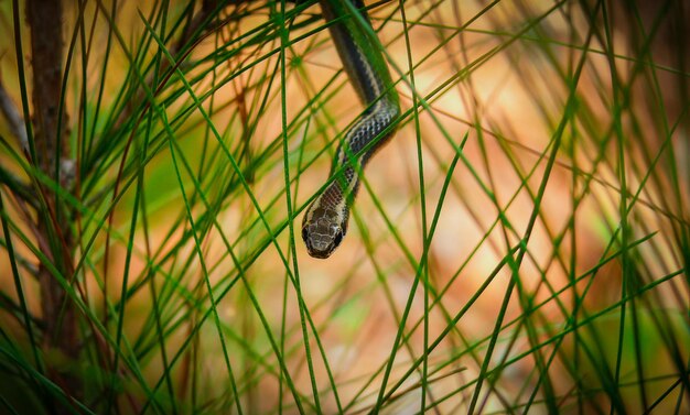 Nahaufnahme eines Insekten auf dem Gras