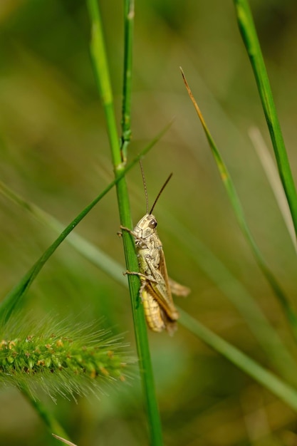 Foto nahaufnahme eines insekten auf dem gras