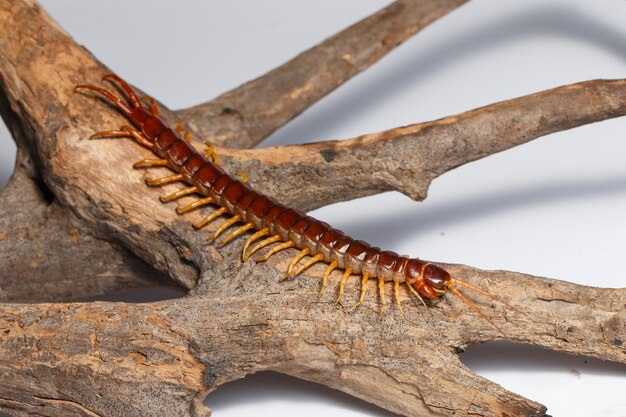 Foto nahaufnahme eines insekten auf einem baum