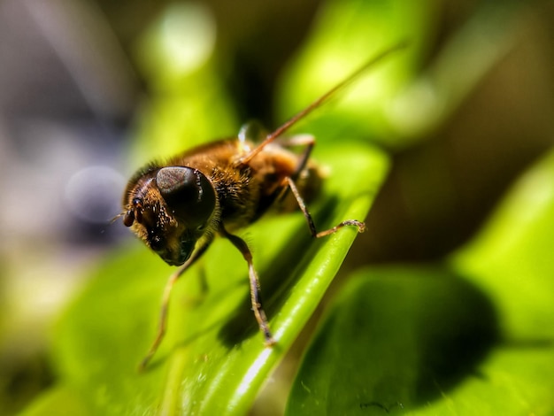 Nahaufnahme eines Insekten auf einem Blatt vor verschwommenem Hintergrund