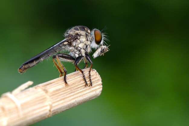 Foto nahaufnahme eines insekten auf einem blatt