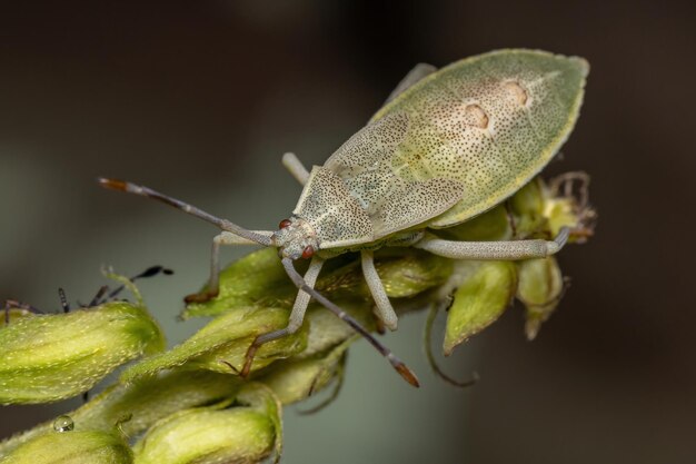 Nahaufnahme eines Insekten auf einem Blatt