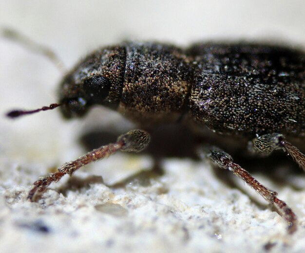 Foto nahaufnahme eines insekten auf einem blatt