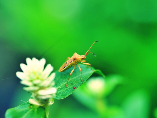 Nahaufnahme eines Insekten auf einem Blatt