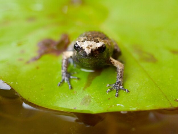 Foto nahaufnahme eines insekten auf einem blatt