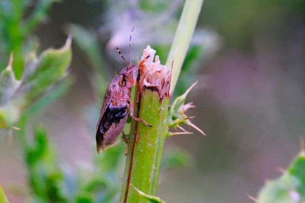 Foto nahaufnahme eines insekten auf einem blatt