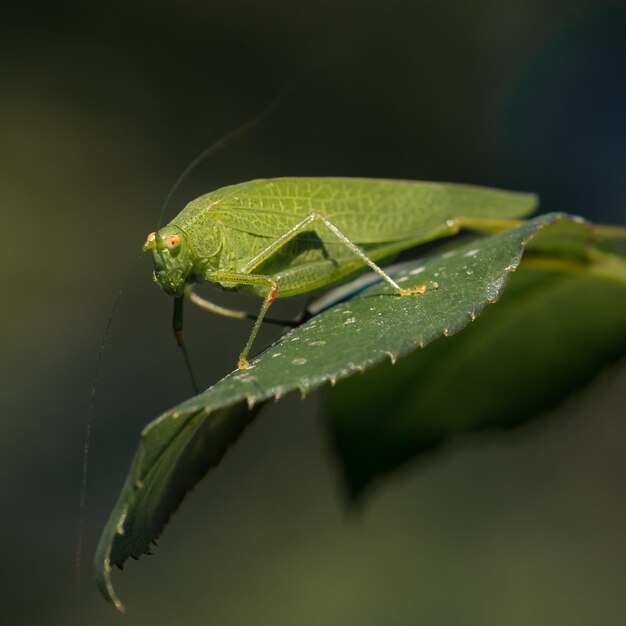 Foto nahaufnahme eines insekten auf einem blatt