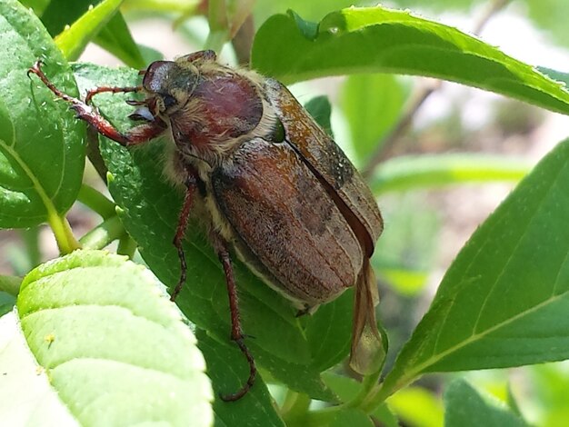 Foto nahaufnahme eines insekten auf einem blatt