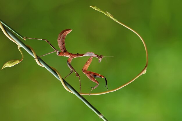 Foto nahaufnahme eines insekten auf einem blatt