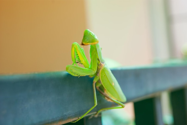 Foto nahaufnahme eines insekten auf einem blatt