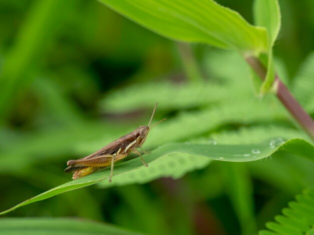 Foto nahaufnahme eines insekten auf einem blatt