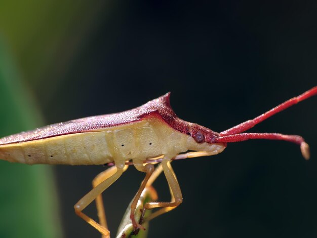 Foto nahaufnahme eines insekten auf einem blatt