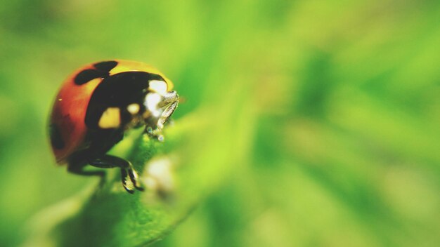 Foto nahaufnahme eines insekten auf einem blatt