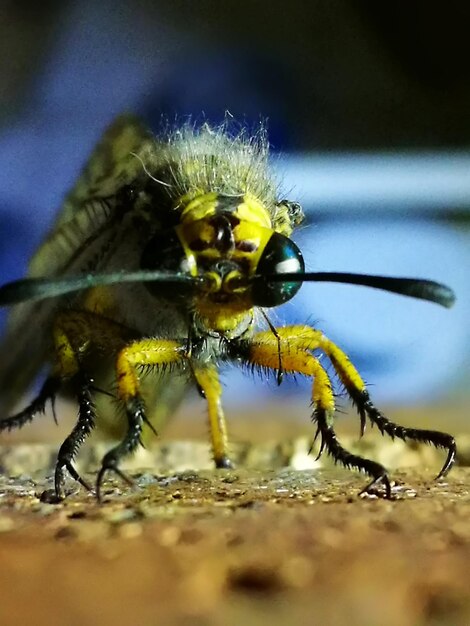 Nahaufnahme eines Insekten auf einem Blatt