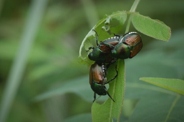 Foto nahaufnahme eines insekten auf einem blatt