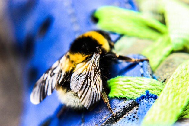 Foto nahaufnahme eines insekten auf einem blatt