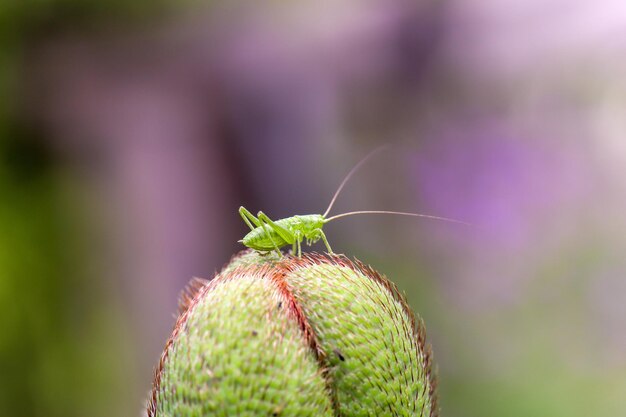 Foto nahaufnahme eines insekten auf einem blatt