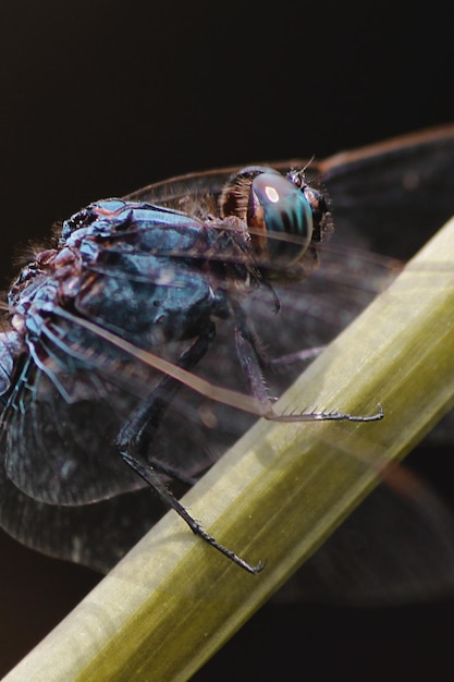 Nahaufnahme eines Insekten auf einem Blatt