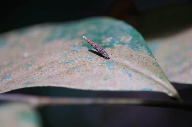 Foto nahaufnahme eines insekten auf einem blatt