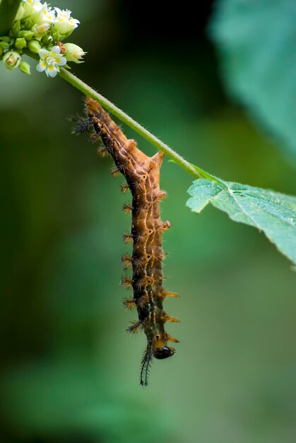 Nahaufnahme eines Insekten auf einem Blatt