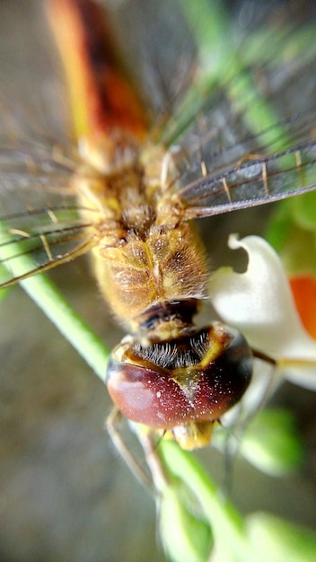 Nahaufnahme eines Insekten auf einem Blatt