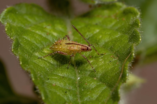 Foto nahaufnahme eines insekten auf einem blatt