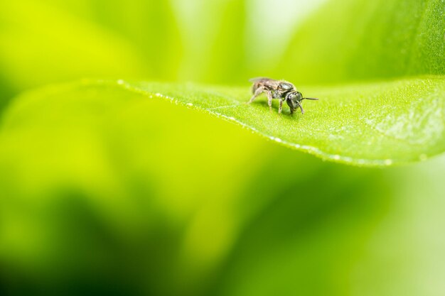 Nahaufnahme eines Insekten auf einem Blatt