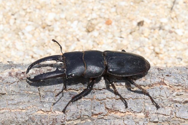 Nahaufnahme eines Insekten auf einem Felsen