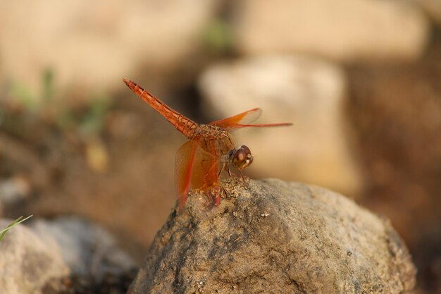 Nahaufnahme eines Insekten auf einem Felsen