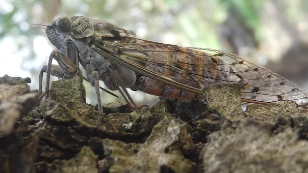 Foto nahaufnahme eines insekten auf einem felsen