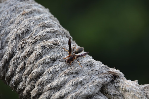 Nahaufnahme eines Insekten auf einem Felsen