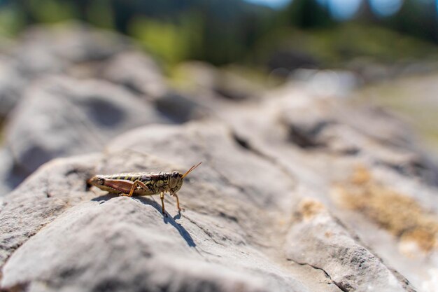 Nahaufnahme eines Insekten auf einem Felsen