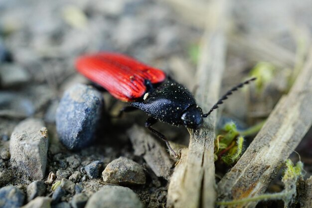 Nahaufnahme eines Insekten auf einem Felsen