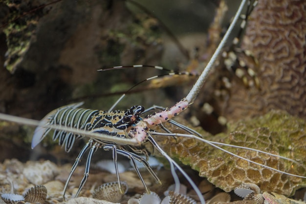 Foto nahaufnahme eines insekten auf einem felsen